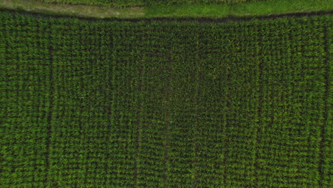 top-view-rice-farms-drone-flying-over-rice-paddies-in-agricultural-farmlands-aerial-view-of-rural-crop-farms-4k