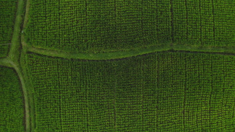 top-view-rice-farms-drone-flying-over-rice-paddies-in-agricultural-farmlands-aerial-view-of-rural-crop-farms-4k