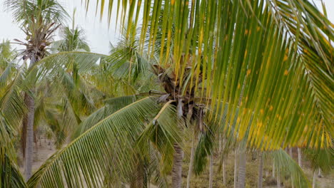 Luftbild-Palmenwald-Auf-Einer-Tropischen-Insel-Drohne,-Die-Durch-Das-Blätterdach-Absteigt,-Schöne-Reise