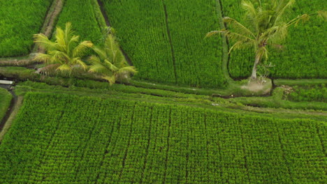aerial-view-rice-terraces-drone-flying-over-rice-paddies-agricultural-farmlands-crop-farms-of-rural-asia-4k