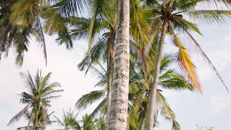 Palmenwald-Auf-Einer-Tropischen-Insel