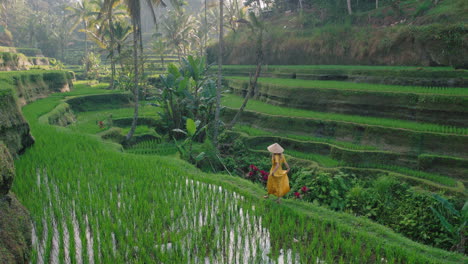 Eine-Reisende-Frau-Im-Reisfeld-Trägt-Ein-Gelbes-Kleid-Mit-Hut-Und-Erkundet-Die-üppige-Grüne-Reisterrasse.-Sie-Spaziert-Durch-Die-Kulturlandschaft.-Exotische-Ferien-Auf-Bali,-Indonesien.-Entdecken-Sie-Asien
