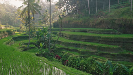 Wunderschönes-Reisfeld-Im-Ländlichen-Bauernhof-Bei-Sonnenaufgang-Reisterrassenfeld-Bali-Indonesien-4k