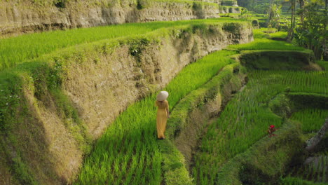 Vista-Aérea-Mujer-En-Arrozal-Caminando-En-Una-Exuberante-Terraza-De-Arroz-Verde-Explorando-El-Paisaje-Cultural-Drone-Volando-A-Través-De-Bali-Indonesia-Descubrir-Asia