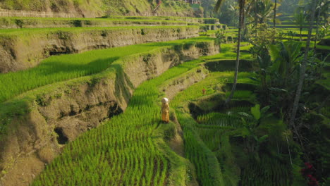 Vista-Aérea-Mujer-En-Arrozal-Caminando-En-Una-Exuberante-Terraza-De-Arroz-Verde-Explorando-El-Paisaje-Cultural-Drone-Volando-A-Través-De-Bali-Indonesia-Descubrir-Asia