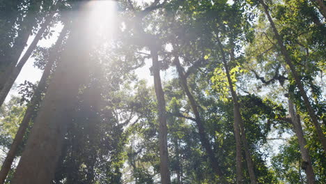 Hermosos-árboles-Forestales-Con-Luz-Solar-Brillante.-Llamarada-Solar.-Conservación-Del-Medio-Ambiente-Natural.
