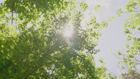 POV-Waldbäume-Mit-Strahlendem-Sonnenlicht,-Die-Zu-Den-Baumkronenzweigen-Hinaufblicken-Und-Die-Natürliche-Schönheit-Der-Umgebung-Bewegen,-Erkunden-Sie-Die-Natur