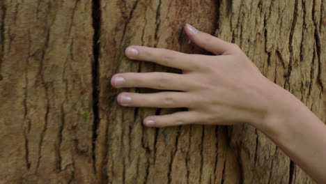 Naturfrauenhand,-Die-Baum-Berührt,-Rinde-Streichelt,-Gefühl-Der-Natürlichen-Beschaffenheit-Im-Waldwaldumweltschutzkonzept