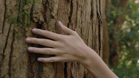 nature-woman-hand-touching-tree-caressing-bark-feeling-natural-texture-in-forest-woods-environment-conservation-concept