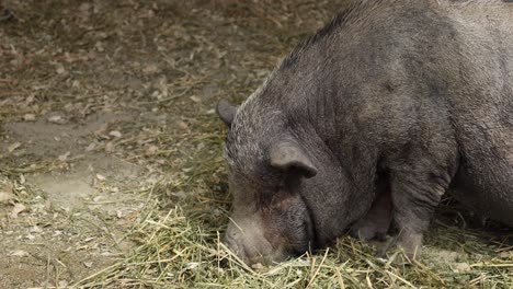 Wild-pig-in-a-puddle-at-singapore-zoo-,