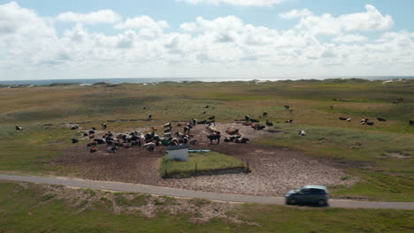 Aerial-shot-of-herd-of-livestock-on-pasture.-Large-group-of-cow-standing-or-laying-in-sand-or-grazing-on-fresh-grass.-Flat-coastal-landscape.-Denmark