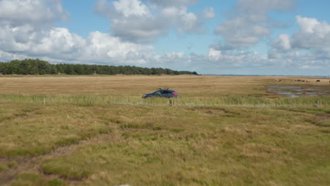 Herd-of-horses-grazing-on-grass.-Car-driving-on-road-between-pastures.-Flat-grassland-landscape.--Denmark