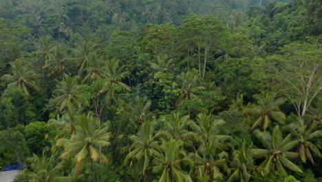 Aerial-dolly-shot-of-small-rural-villages-and-rice-plantations-hiding-in-the-thick-rainforests-in-Bali