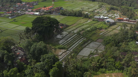 Rotating-aerial-view-of-the-large-irrigated-farm-fields-surrounded-by-scattered-residential-neighborhoods-in-Bali,-Indonesia