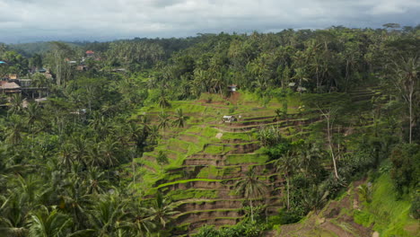 Slow-dolly-into-tilt-aerial-view-of-beautiful-rice-field-terraces-and-farms-on-a-hill-in-a-tropical-jungle-in-Bali,-Indonesia