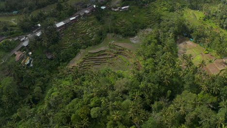 Vista-Aérea-Circular-De-Arriba-Hacia-Abajo-De-Los-Campos-Agrícolas-Irrigados-Junto-A-Casas-Residenciales-En-Las-Selvas-Tropicales-De-Bali,-Indonesia