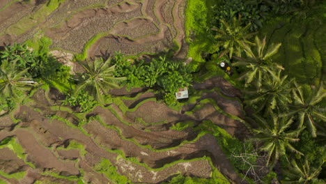 Descending-overhead-top-down-aerial-birds-eye-view-of-paddy-field-terraced-plantations-with-small-farm-hut-in-Bali,-Indonesia