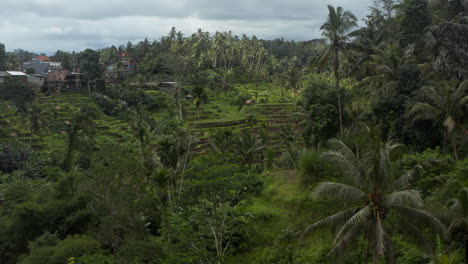Slow-aerial-dolly-shot-through-the-jungle-with-beautiful-sunny-terraced-paddy-fields-surrounded-by-lush-thick-vegetation-and-a-small-rural-village-on-the-hill