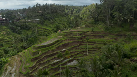 Dolly-aerial-shot-tilting-into-overhead-view-of-irrigated-terrace-paddy-fields-in-the-thick-jungles-of-Bali