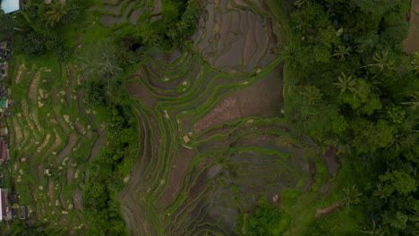 Von-Oben-Nach-Unten-Aufsteigende-Luftaufnahme-Von-Großen-Terrassierten-Reisfeldern-Auf-Mehreren-Hügeln-Neben-Einem-Kleinen-Ländlichen-Dorf-In-Indonesien