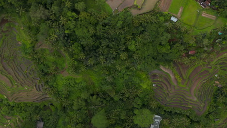 Vogelperspektive-Von-Oben-Nach-Unten-Luftbild-Von-Mehreren-Terrassierten-Reisfeldern-Auf-Der-Seite-Des-Hügels-In-Einem-Tropischen-Gebiet