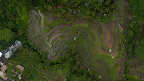 Descending-rotating-top-down-overhead-aerial-birds-eye-view-of-large-terraced-irrigated-farm-plantation-in-Asia