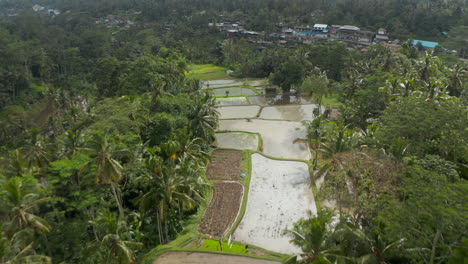 Low-flying-aerial-dolly-shot-descending-down-the-terraced-hill-with-paddy-farm-fields-and-small-village-on-a-tropical-Bali-island