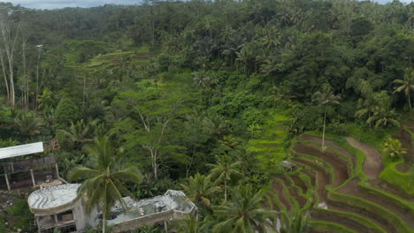 Aerial-view-of-a-luxury-residential-home-and-terraced-paddy-fields-in-the-tropical-rainforests-of-Bali