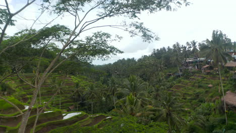 Slow-aerial-dolly-shot-flying-through-the-tropical-tree-towards-terraced-farm-paddy-fields-and-rural-houses-on-the-side-of-the-hill