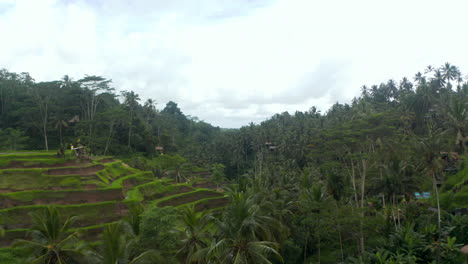 Langsame-Dolly-Luftaufnahme-Von-Terrassenförmig-Angelegten-Reisfeldern-An-Den-Hügelseiten-Im-Dichten-Tropischen-Regenwald-Mit-Palmen