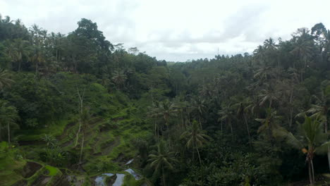 Aerial-dolly-shot-of-thick-tropical-rainforest-with-terraced-rice-paddy-fields-and-I-love-Bali-sign-in-the-palm-trees