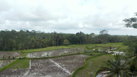 Aerial-reveal-of-a-vast-terraced-paddy-rice-fields-with-standing-water-and-farmer-tending-to-the-crops-in-a-tropical-Bali-jungle
