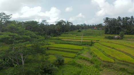 Aerial-dolly-shot-flying-towards-grassy-paddy-terraces-with-farm-crops-and-farmers-in-tropical-weather-climate-of-Bali,-Indonesia