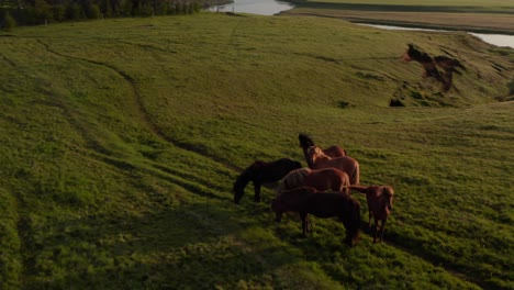 Group-of-brown-horses-standing-on-green-grass.-Grazing-animals-in-countryside.-Long-shadows.-Iceland