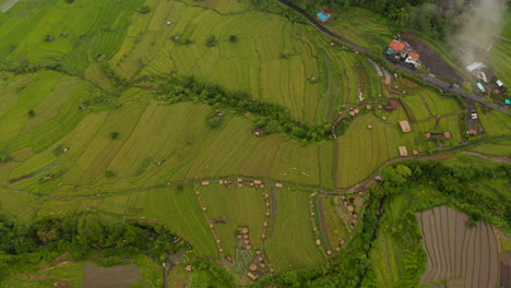 Luftaufnahme-Von-üppig-Grünen-Terrassenförmig-Angelegten-Reisfeldern-In-Bali.-Drehende-Luftaufnahme-Von-Farmreisfeldern-In-Tropischer-Ländlicher-Landschaft