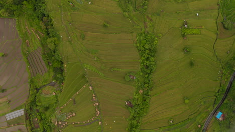 Langsamer-Dolly-Luftbild-Von-üppig-Grünen,-Terrassenförmig-Angelegten-Farmplantagen-Im-Ländlichen-Asien.-Draufsicht-Von-Oben-Nach-Unten-Auf-Reisfelder-Mit-Kleinen-Farmen-In-Bali