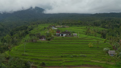 Local-people-riding-a-motorcycle-among-lush-green-paddy-rice-fields-in-Bali.-Typical-rural-countryside-with-farm-plantations-on-the-hill-in-Asia
