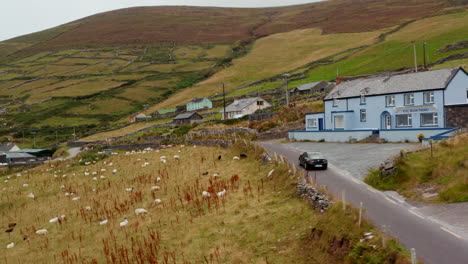Slowly-driving-car-on-narrow-road-in-countryside.-Passing-around-herd-of-sheep-grazing-on-pasture-in-slope.-Detached-houses-in-village.-Ireland