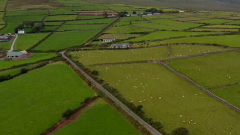 High-angle-footage-of-pasture-with-grazing-herd-of-sheep.-Old-stone-walls-splitting-grasslands.-Hills-in-clouds-in-background.-Ireland