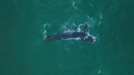 Top-down-view-of-large-animal-waving-by-fins-and-splashing.-Humpback-whale-on-sea-surface.