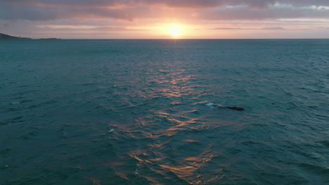 Surfacing-and-blowing-whale-against-colourful-sunset-sky.-Panoramic-romantic-view-of-rippled-sea-at-dusk.