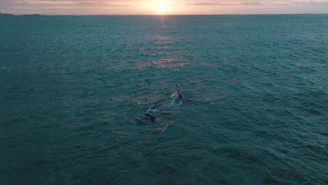 Wal,-Der-Auf-Der-Oberfläche-Schwimmt,-Beleuchtet-Von-Den-Letzten-Sonnenstrahlen-Des-Tages.-Romantische-Luftaufnahmen-Von-Gekräuseltem-Meer-Vor-Sonnenuntergang.