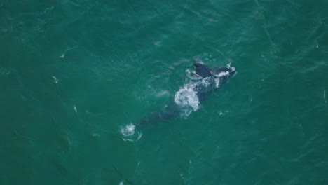 Top-down-shot-of-large-whale-on-teal-water-surface.-Sea-waves-washing-animal-in-natural-habitat.