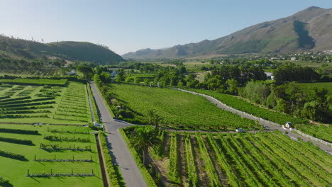 Aerial-ascending-footage-of-cultivated-green-vegetation-around-agricultural-farm-in-countryside.-South-Africa