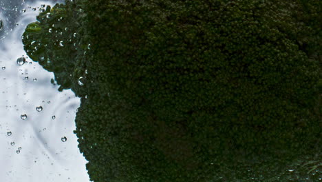 Broccoli-head-splashing-water-closeup.-Organic-garden-vegetable-floating-liquid