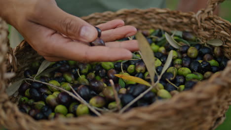 Manos-De-Granjero-Examinando-Aceitunas-En-Primer-Plano-De-La-Cesta.-Cosecha-De-Jardinero-En-La-Naturaleza