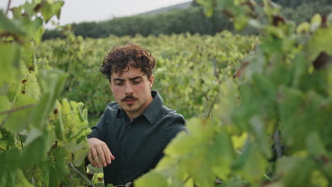 Man-examining-vine-bush-at-vineyard-harvesting-vertical-closeup.-Winegrowing