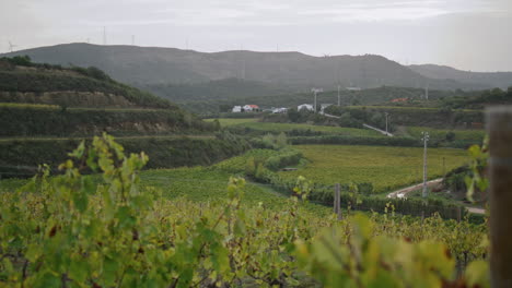 Hermosa-Vista-Paisaje-De-Viñedos-Otoño-Vertical.-Plantación-De-Uva-Arbustos-De-Vid