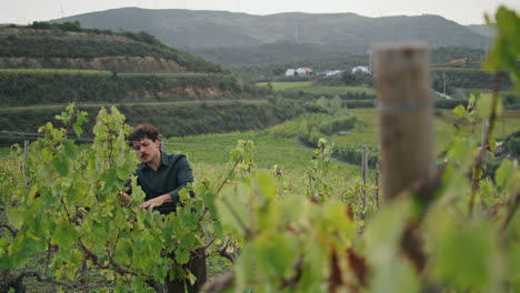 Winery-specialist-working-vineyard-cheking-vine-bush.-Man-inspecting-plantation.
