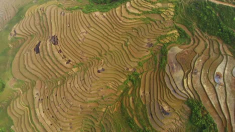 Top-down-flyover-the-rice-fields-and-hills-of-sapa-in-vietnam-showing-the-tiered-fields